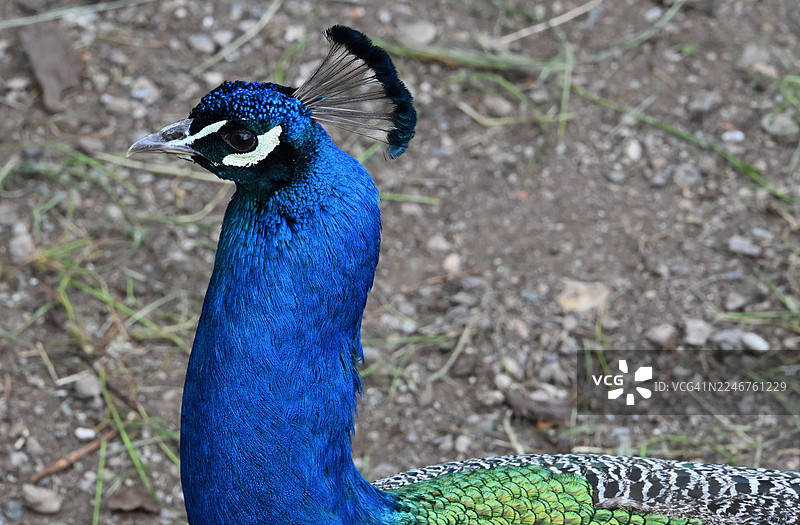 特写一只色彩鲜艳的蓝绿色孔雀，其冠羽在自然地面的背景下清晰可见图片素材