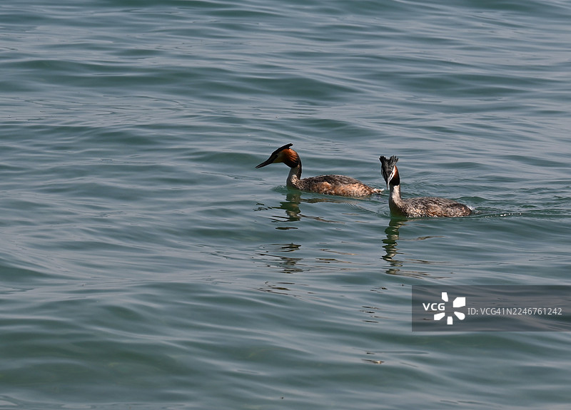 从高处俯瞰，两只大冠䴙䴙在平静的湖面上游泳图片素材
