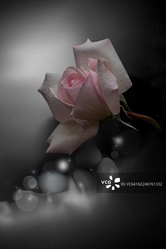 深色背景下，柔和的散景灯光映衬着一朵娇嫩的粉色玫瑰的特写图片素材