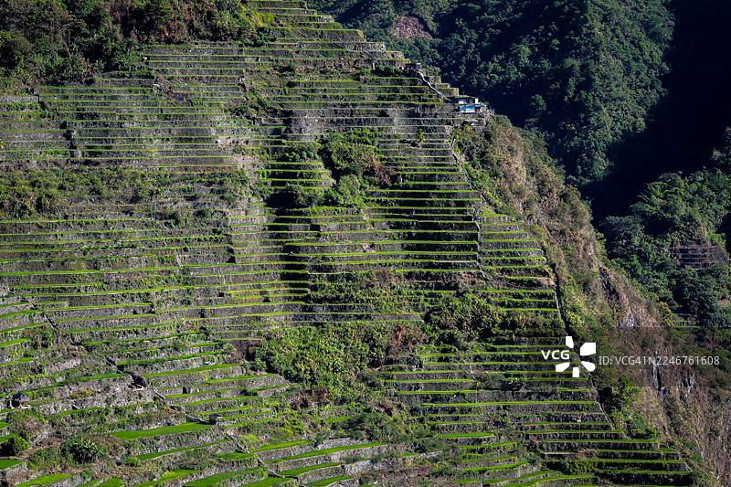 菲律宾田野里的植物高视角图图片素材