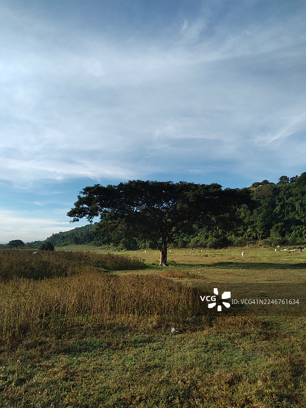 蓝天白云下，一片郁郁葱葱的绿野中有一棵大树图片素材