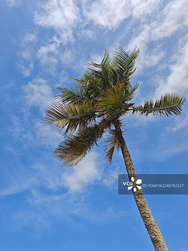 从低角度仰望棕榈树，背景是充满生机的蓝色天空和零星的云彩，展现了热带自然风光和晴朗的天气。图片素材