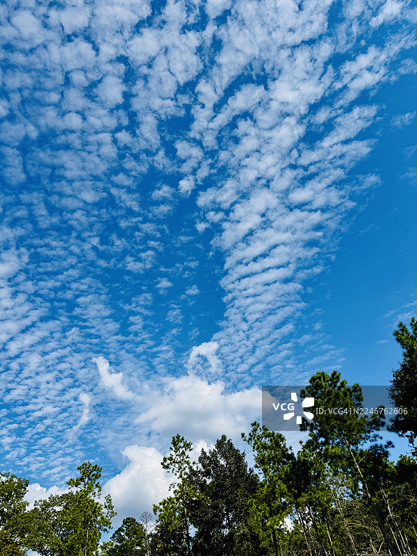 低角度仰视，碧绿的树木在生机勃勃的蓝天下，点缀着高积云图片素材