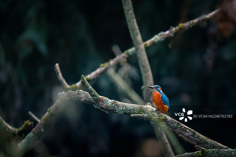 森林中，一只色彩鲜艳的普通翠鸟栖息在长满苔藓的树枝上，特写镜头图片素材