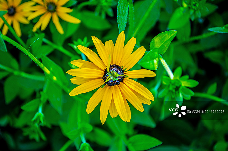 葱郁绿叶中的鲜艳黄色黑眼苏珊花，特写图片素材