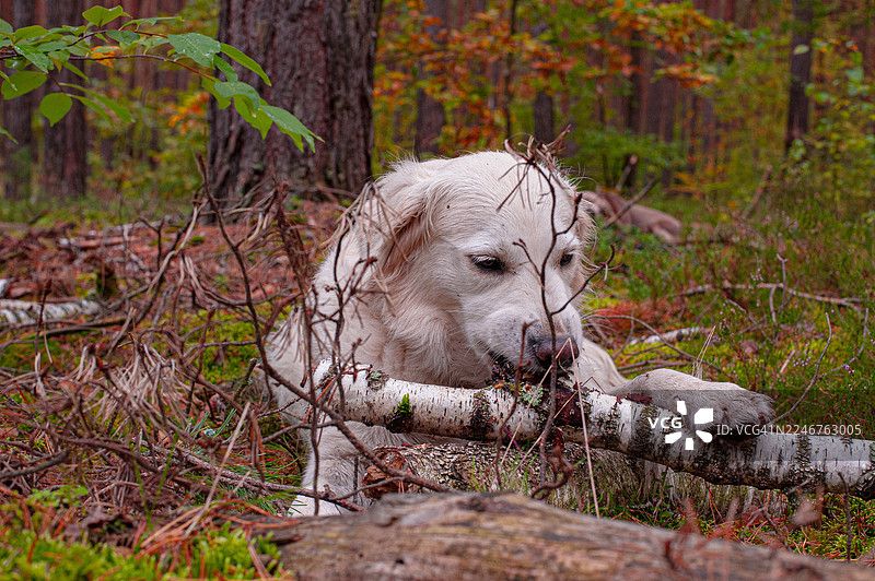 秋日森林中，一只金毛寻回犬正在啃咬一根木头的特写镜头图片素材