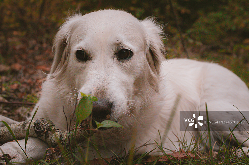 特写镜头，一只白狗躺在草地上，嘴里叼着一根树枝图片素材
