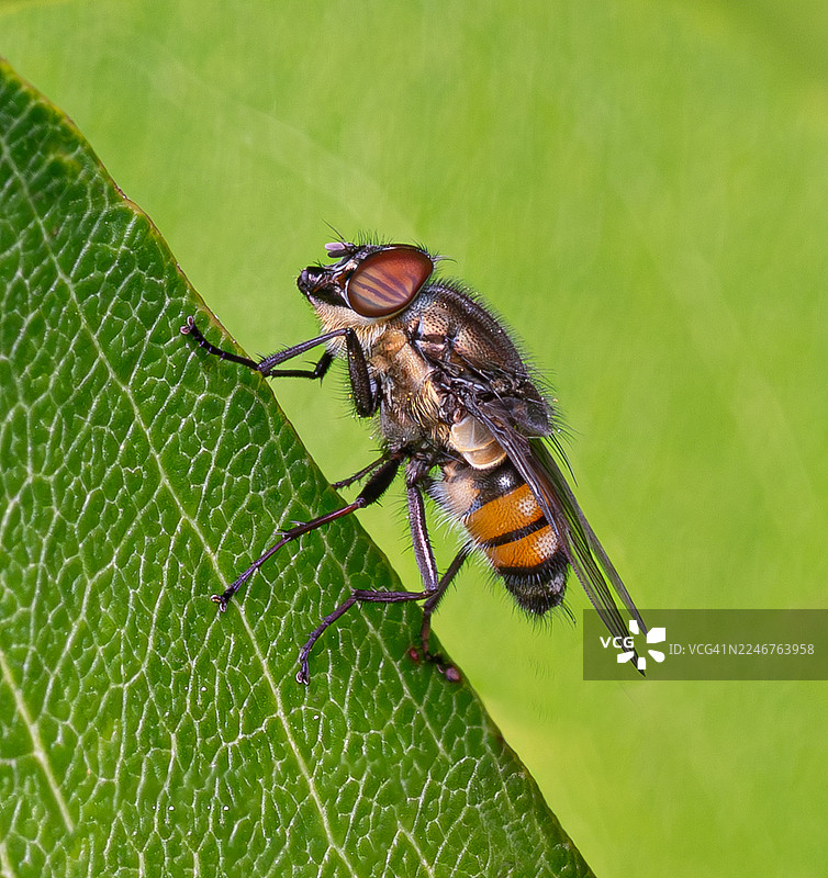 一只长着条纹眼睛和橙色腹部的苍蝇停在一片绿叶上的特写图片素材