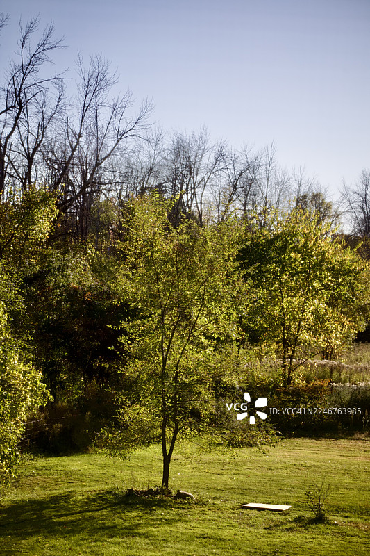 加拿大哈德逊，绿意盎然的田野，碧空如洗，四周环绕着生机勃勃的树木和自然植被图片素材