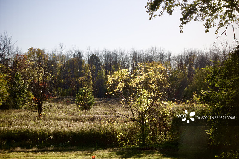 加拿大哈德逊晴朗天空下的田野里生长的树木图片素材