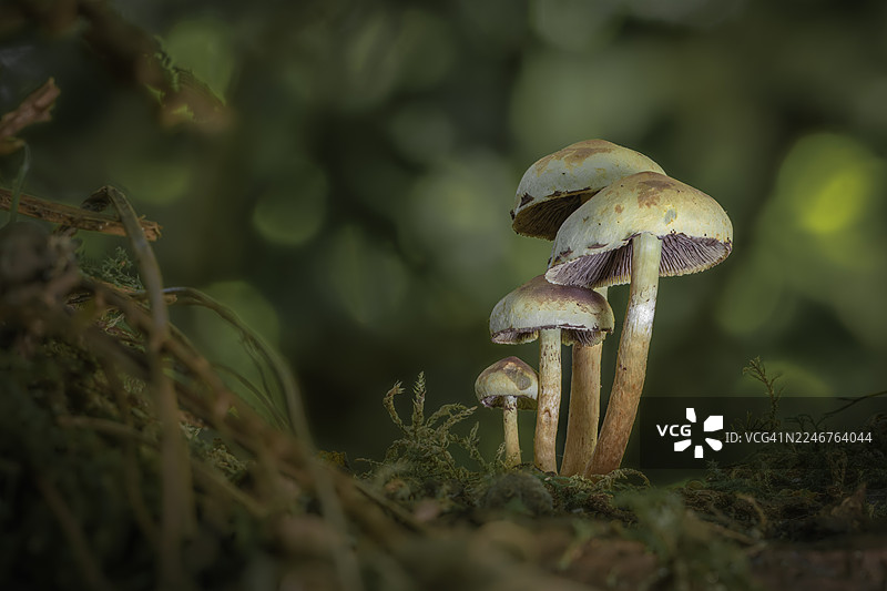 森林中野生的浅绿色蘑菇特写，周围有苔藓，背景虚化柔和图片素材