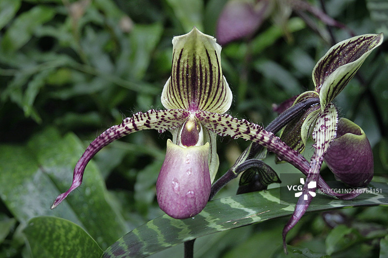 一株色彩鲜艳的粉色和绿色拖鞋兰特写，其花瓣带有精致的纹路。图片素材