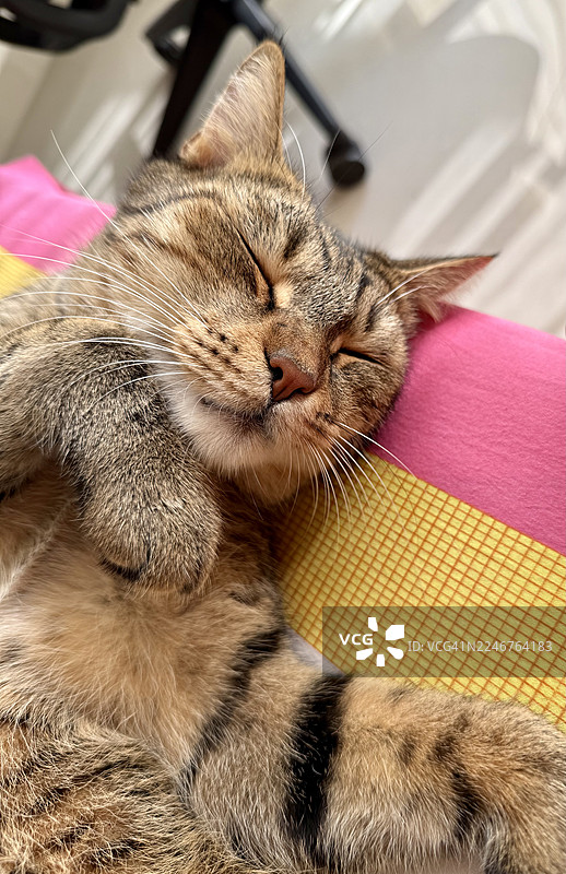 特写一只家养虎斑猫，它正安详地睡在色彩鲜艳的床或垫子上，展示了它放松的状态和毛发细节。图片素材