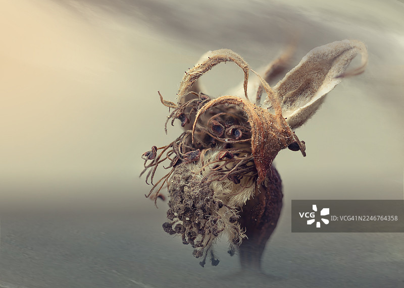 特写镜头下，带有种子和纹理细节的干枯玫瑰果，形似猫头鹰的脸，背景虚化柔和。图片素材