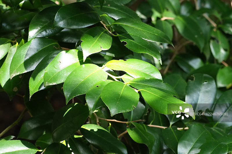 特写镜头下，植物上充满活力的绿色叶片沐浴在自然光中，展现出勃勃生机与自然之美。图片素材