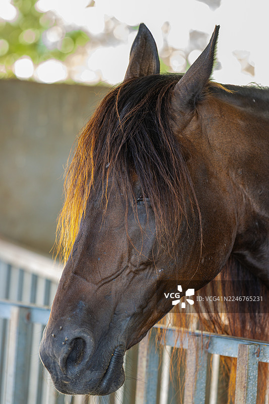 特写一匹拥有深色鬃毛的马，它站在围栏里，背景虚化柔和。图片素材