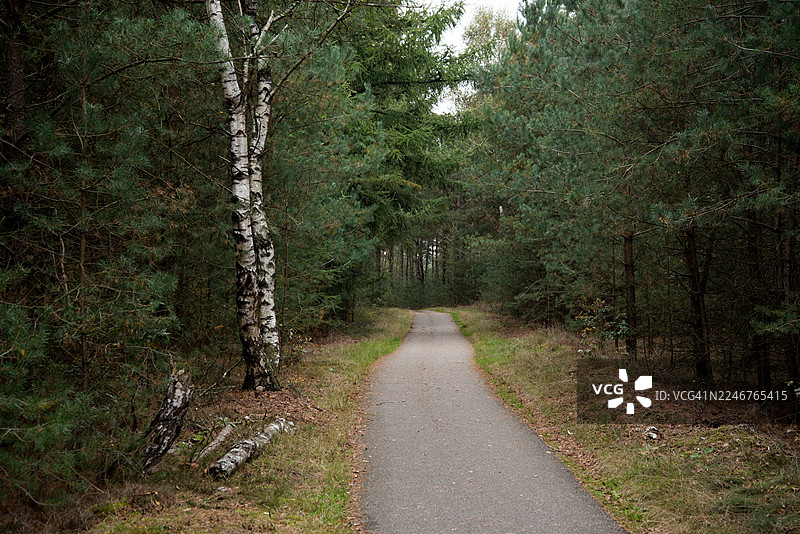 一条空旷的柏油路蜿蜒穿过茂密的绿色森林，林中有高大的树木和倒下的桦树原木。图片素材
