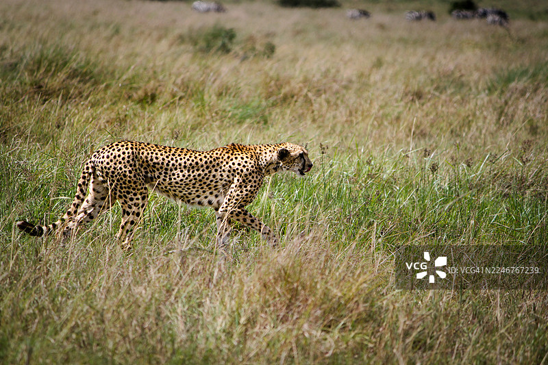 猎豹在野外草地上穿行于高草丛中图片素材
