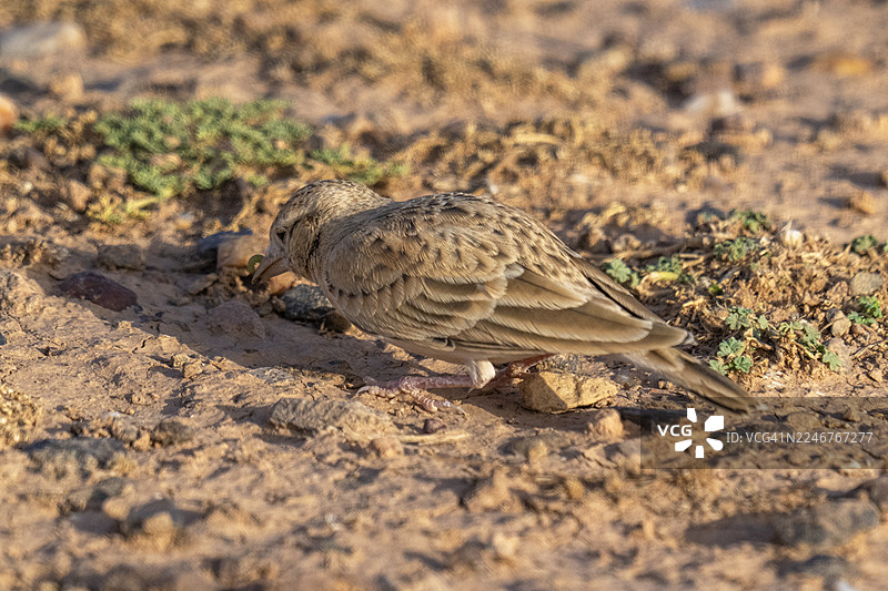 特写一只棕色小鸟栖息在稀疏植被的沙地上，寻找食物。图片素材