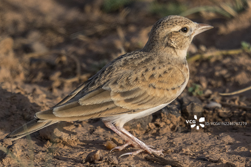 一只棕色小鸟栖息在干燥泥土地上的特写，它正看向右边图片素材