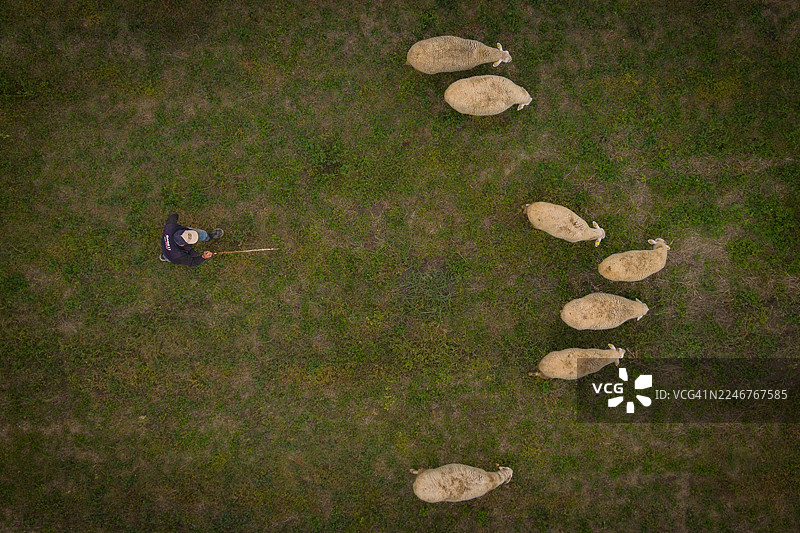 牧羊人在绿色田野里放牧羊群的鸟瞰图图片素材