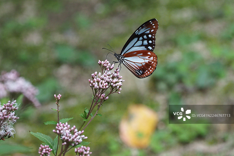 特写：一只翅膀有斑纹的蝴蝶在自然界中为粉色小花授粉图片素材