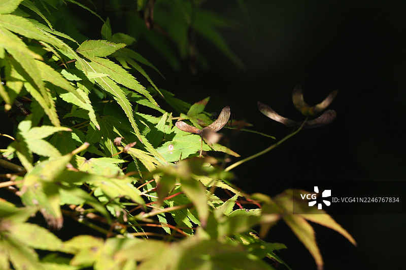 特写镜头下，深色背景映衬着生机勃勃的绿色枫叶和翅果，展现大自然的细节之美图片素材