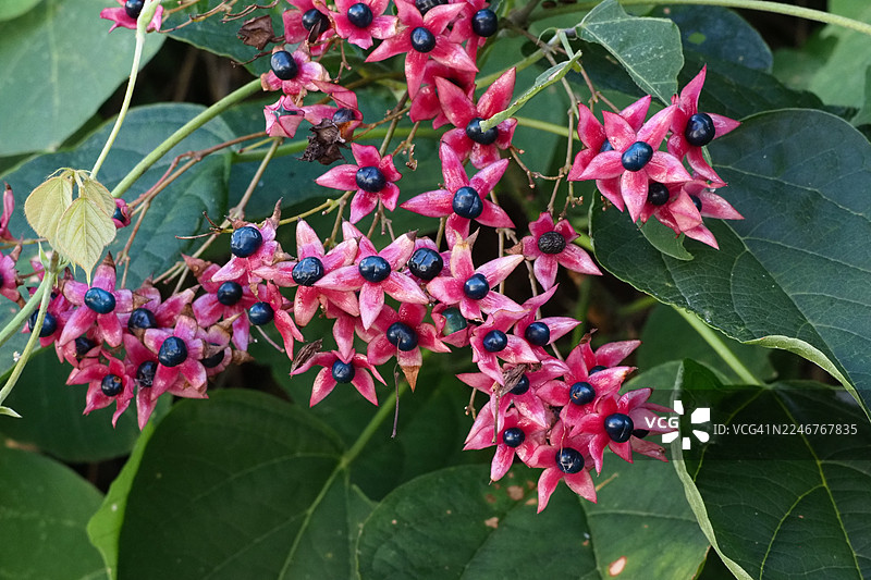 深蓝浆果和绿叶的鲜艳粉色开花植物的特写图片素材