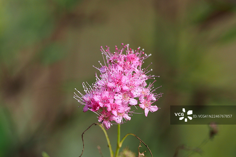 盛开的鲜艳粉色绣线菊特写，背景为柔和的绿色图片素材