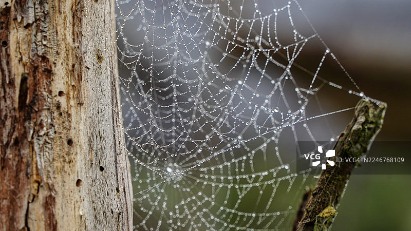 大自然中，一张挂在两块木头间的蜘蛛网上覆盖着露珠的特写图片素材