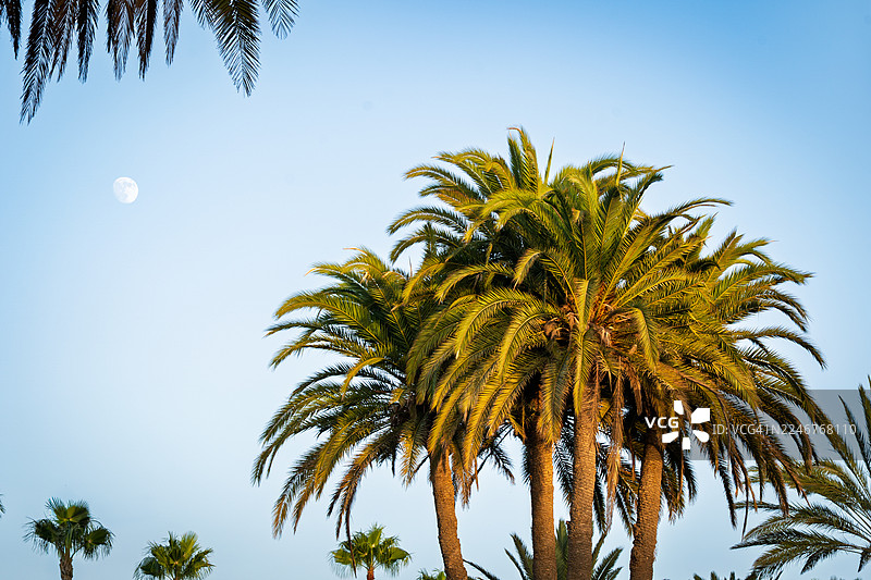 低角度拍摄的棕榈树，背景是晴朗的蓝天和一轮明月，象征着热带的宁静与自然之美，地点：西班牙马斯帕洛马斯图片素材