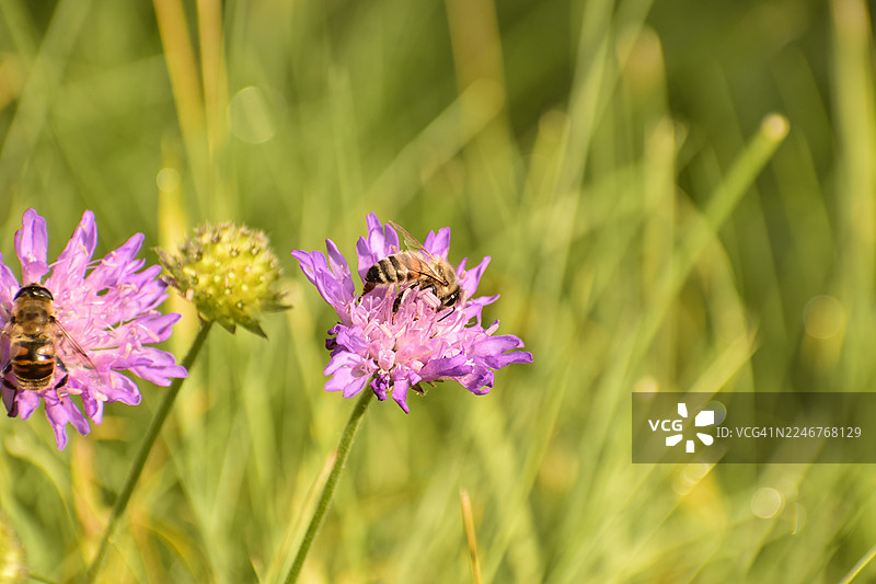 特写：一只蜜蜂在绿草丛中为鲜艳的紫色花朵授粉，展现了自然循环的复杂细节图片素材