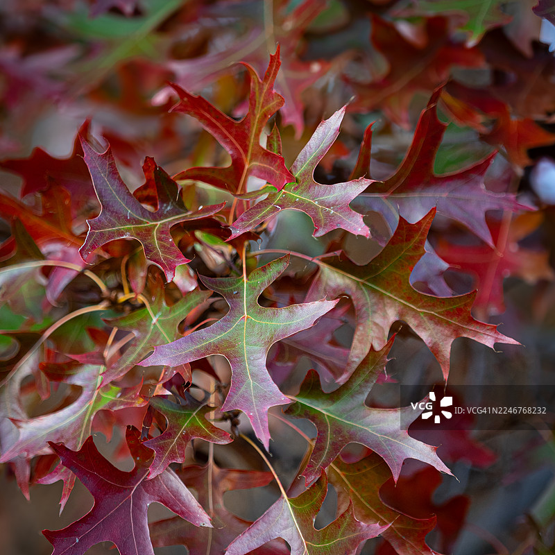 秋季色彩鲜艳的橡树叶特写图片素材