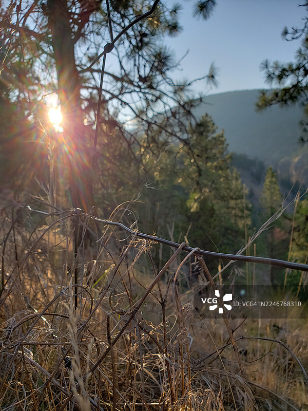 阳光透过田野的树木和干枯的草丛图片素材