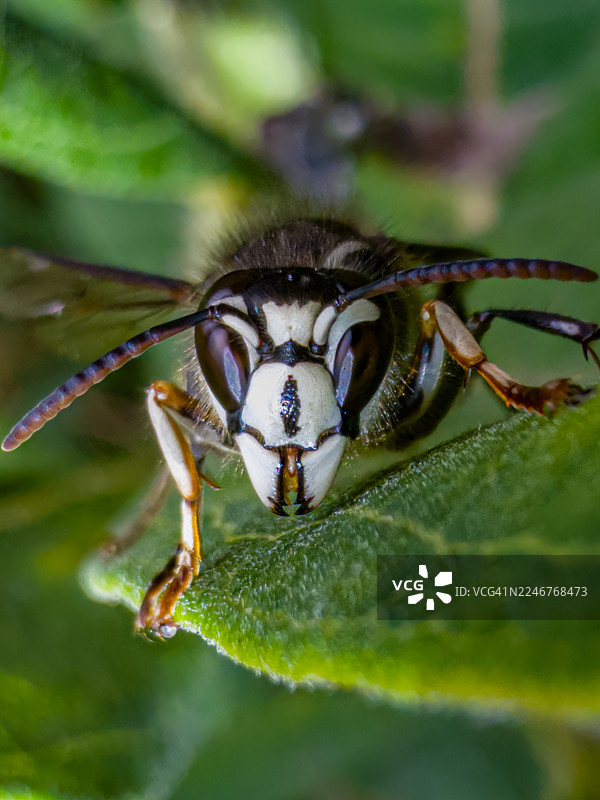 一只白脸大黄蜂停在一片绿叶上的特写图片素材