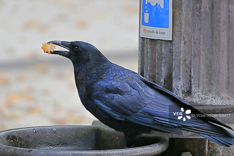 西班牙卢戈市，一只乌鸦嘴里叼着面包，栖息在金属结构上，旁边是标志牌的特写图片素材