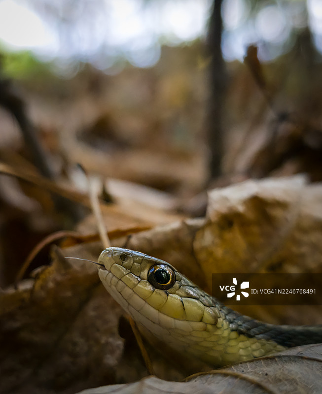特写镜头：一条蛇在森林的落叶中蜿蜒爬行图片素材