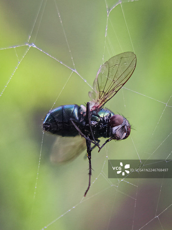 一只苍蝇被困在蜘蛛网上的特写，背景是柔和的绿色。图片素材