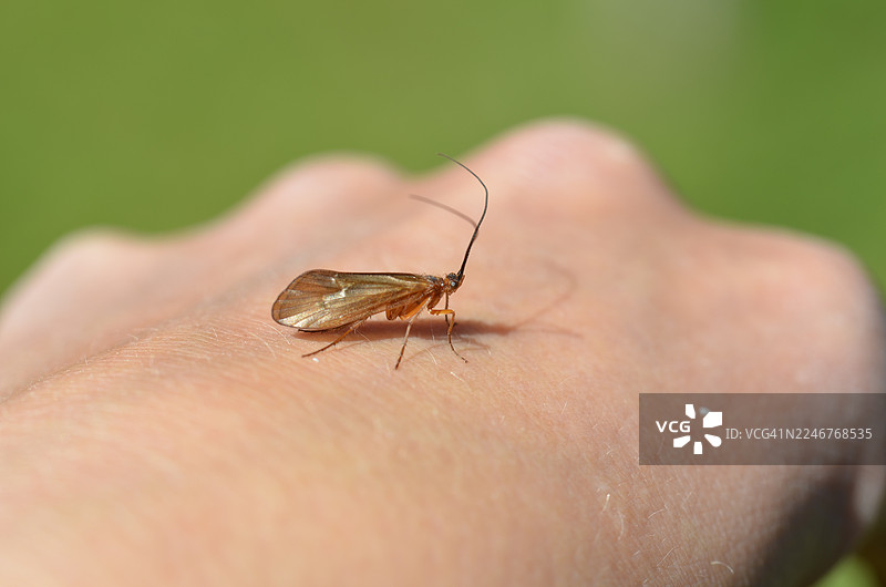 特写：一只石蛾虫在户外人的手上图片素材