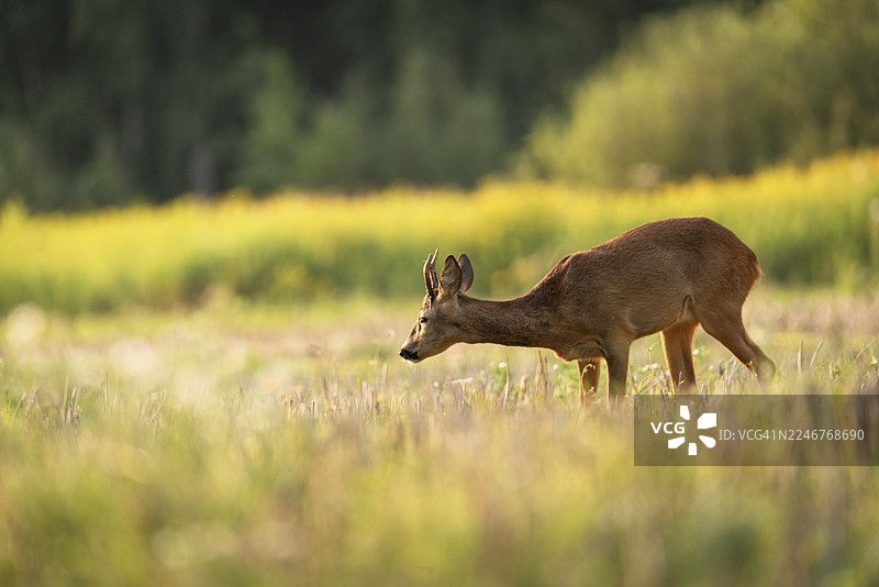 阳光下，一只鹿在长满高草的田野里站立和吃草，背景是树木图片素材