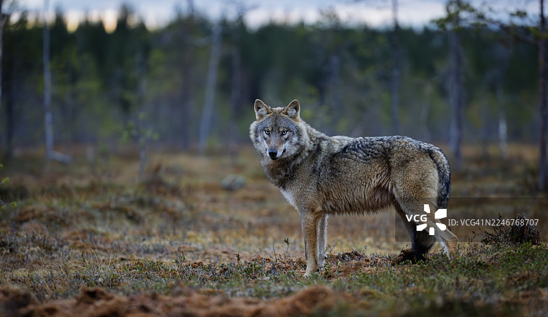 雄伟的狼在野生森林景观中警惕地站立图片素材