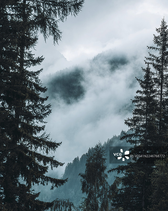 意大利，阿尔塔巴迪亚，松树，高角度，山林，雾，阴天图片素材
