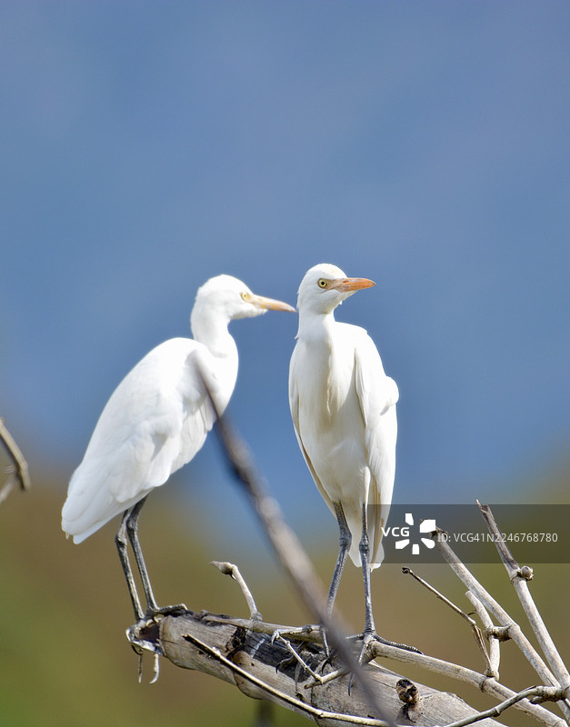 两只白鸟，黄嘴，栖息在树枝上，背景为蓝天图片素材