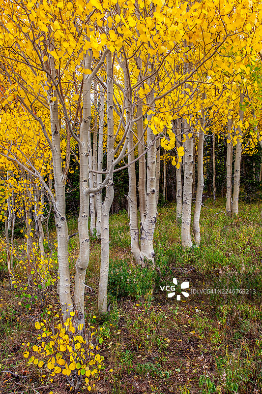 秋季森林中的金色白杨树图片素材