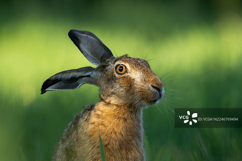 一只棕色野兔的特写，它有着明亮的橙色眼睛和突出的耳朵，背景是柔和的绿色。图片素材