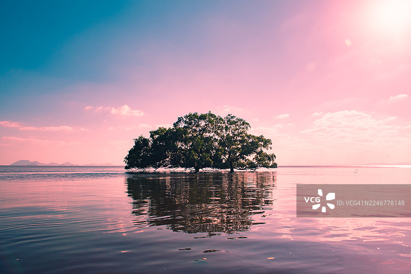 泰国春蓬府，一棵孤树生长在水中央。图片素材