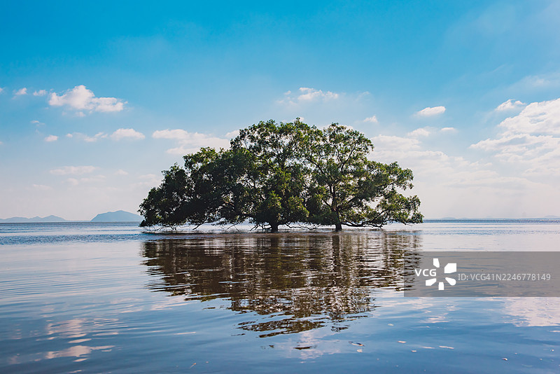 泰国春蓬府，一棵孤树生长在水中央。图片素材