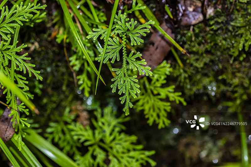 侧柏叶蕨（卷叶鳞木）看起来像一棵树图片素材