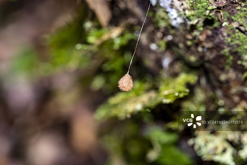 风中摇曳的蜘蛛卵囊图片素材