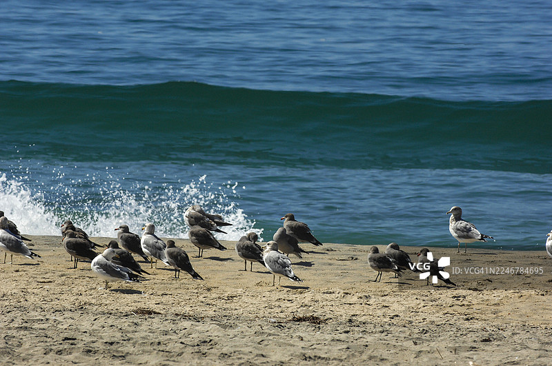 休息的海鸥图片素材